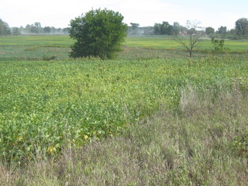 Property photo 40 - 110+/- Acres offered in 4 Tillable Tracts